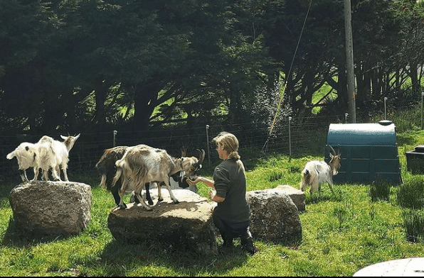 This important conservation project in Howth involves 25 goats and we are impressed