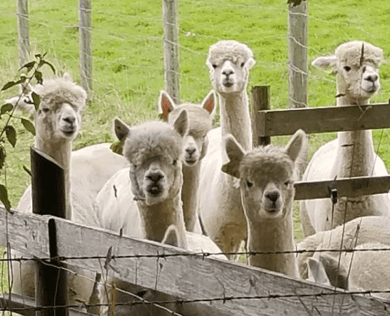 Electric Picnic may be cancelled, but here’s 6 things you could do this weekend instead!