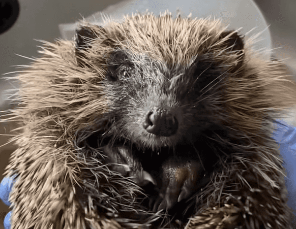 DSPCA rescues Mario the hedgehog from a drainage pipe in Dublin