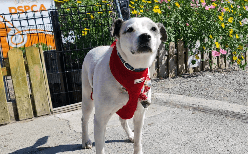 The DSPCA urges people not to abandon their older pets due to a significant rise in such behaviour