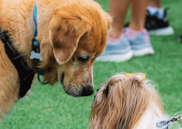 Give your dog the pawfect day at Pups In The Park this weekend