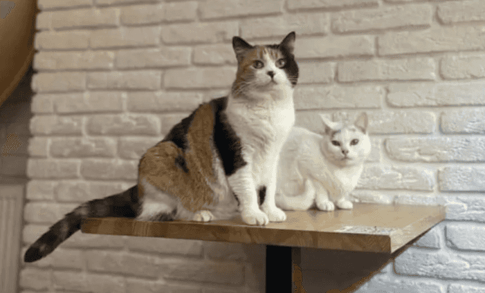 Check out this Phibsboro cat rescue that doubles as a vegan café