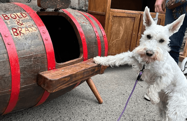 10 of the best places for a puppucino in Dublin