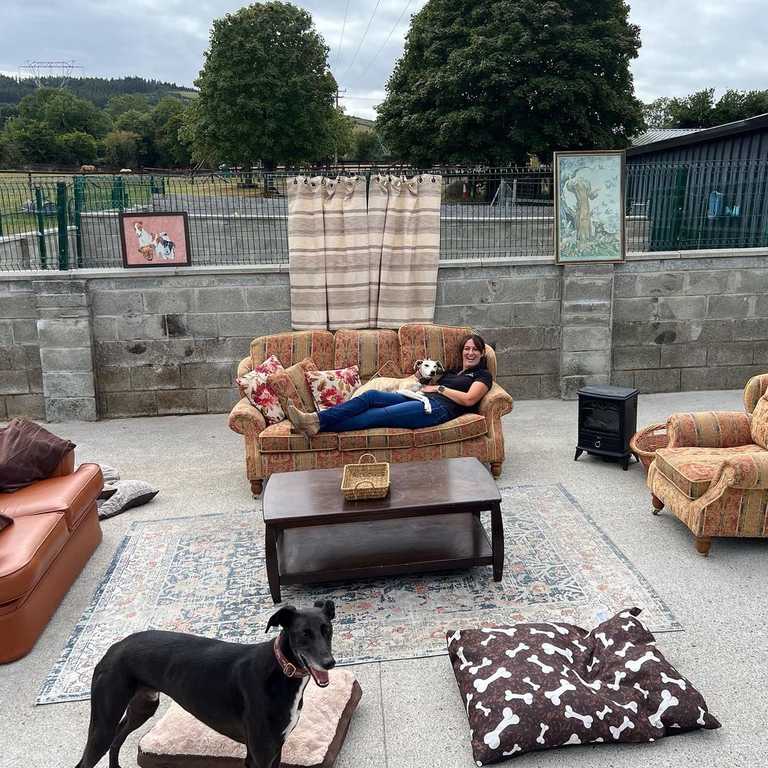 DSPCA launch ‘Lurcher Lounge’ for rescue dogs in need of homes