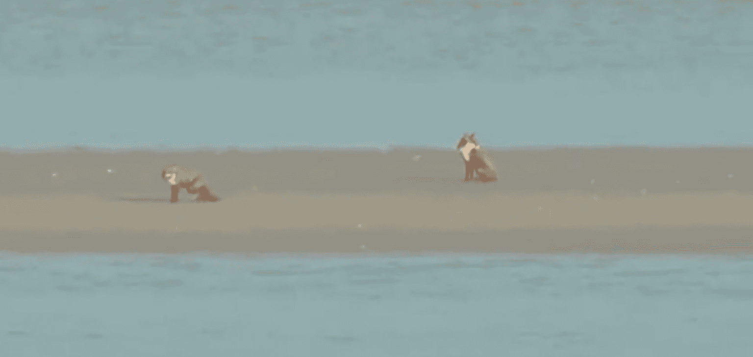 Coast Guard footage shows foxes trapped on sandbank after tide coming in