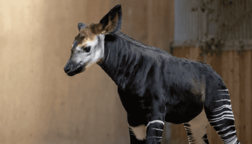 Dublin Zoo seeks perfect name for their new okapi calf