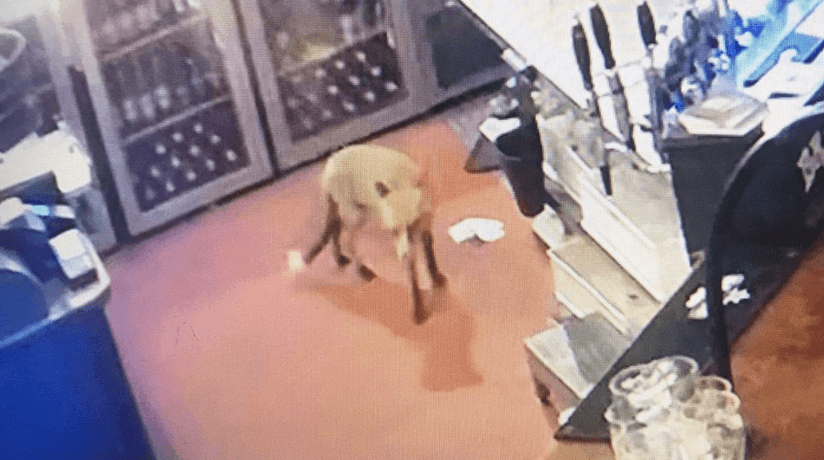 Fox breaks into Brady’s of Shankill, becomes their ‘new recruit’