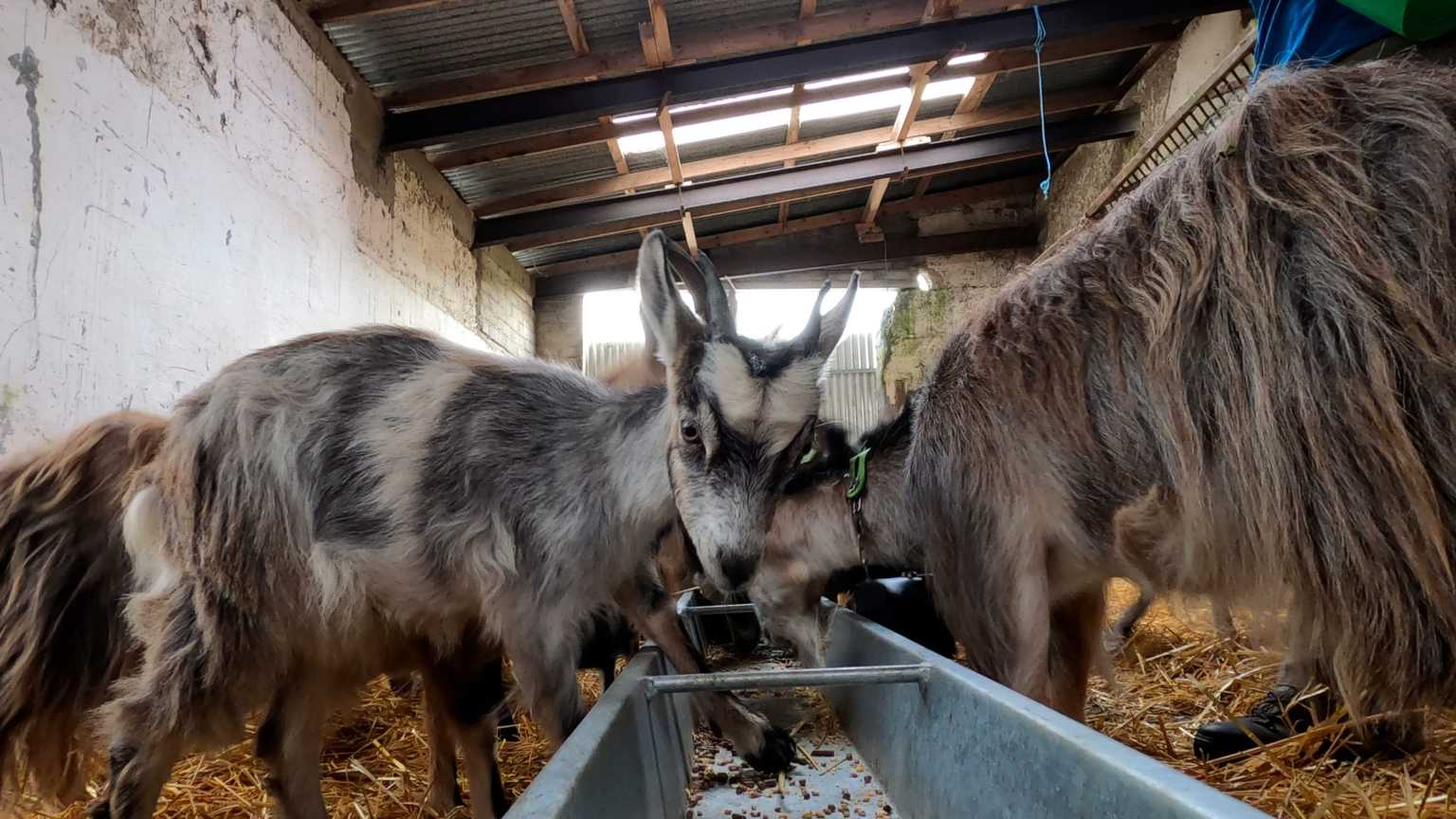 Firefighting Irish goats celebrate first birthday at Howth