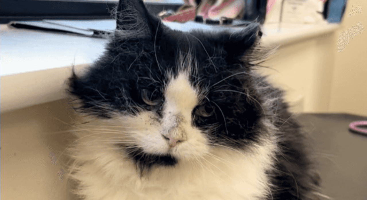 DSPCA appeal for ‘happy loving home’ for cat with cancer