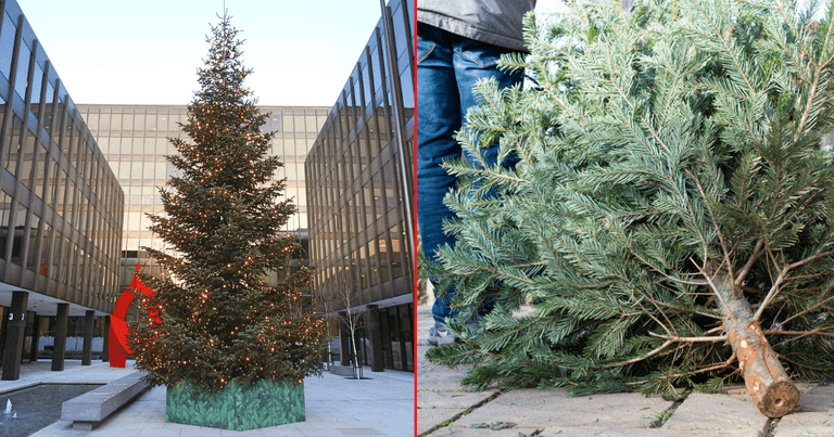 DCC to offer free Christmas tree disposal service