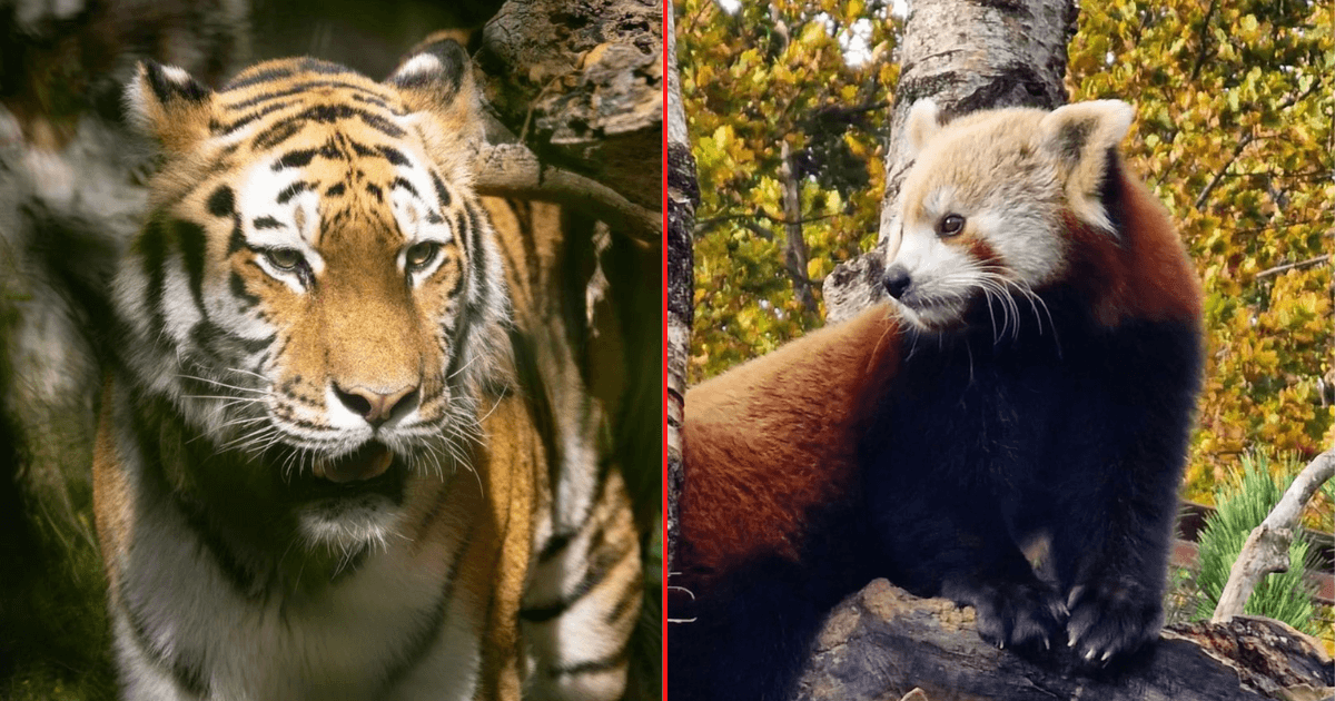 Dublin Zoo celebrating a great year by offering half price tickets