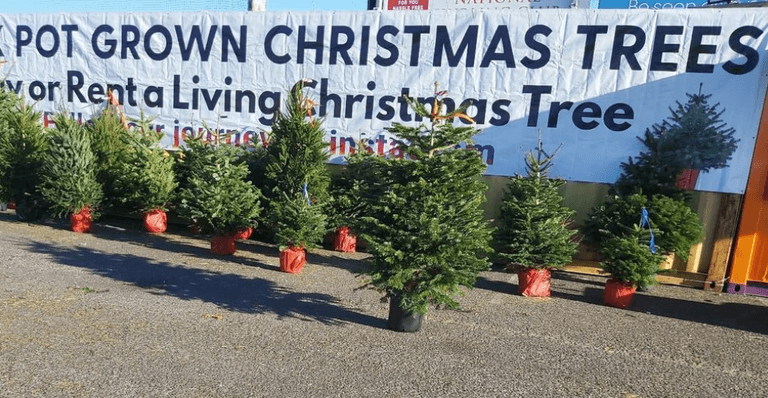 Dublin business lets you rent a Christmas tree, and re-rent the same one next year