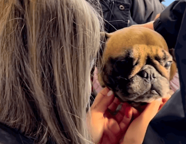 ‘Life is good again’ – Family reunited with stolen dog after two years