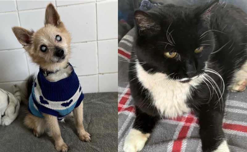 ‘This needs to be shared’ – DSPCA issue warning about the importance of microchipping your pets