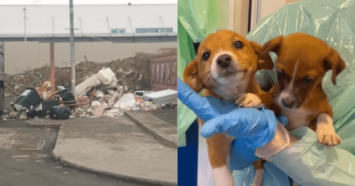 DSPCA have rescued two 8-week old puppies ‘left to die’ in pile of rubbish