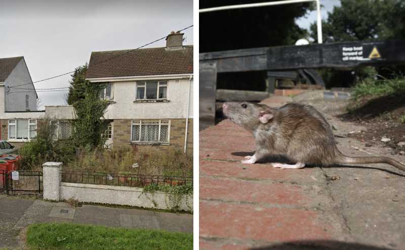 Neighbours say rats ‘swing out of the curtains’ at derelict home in North Dublin