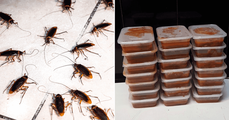 Dublin 1 takeaway served closure order due to ‘live cockroach infestation’