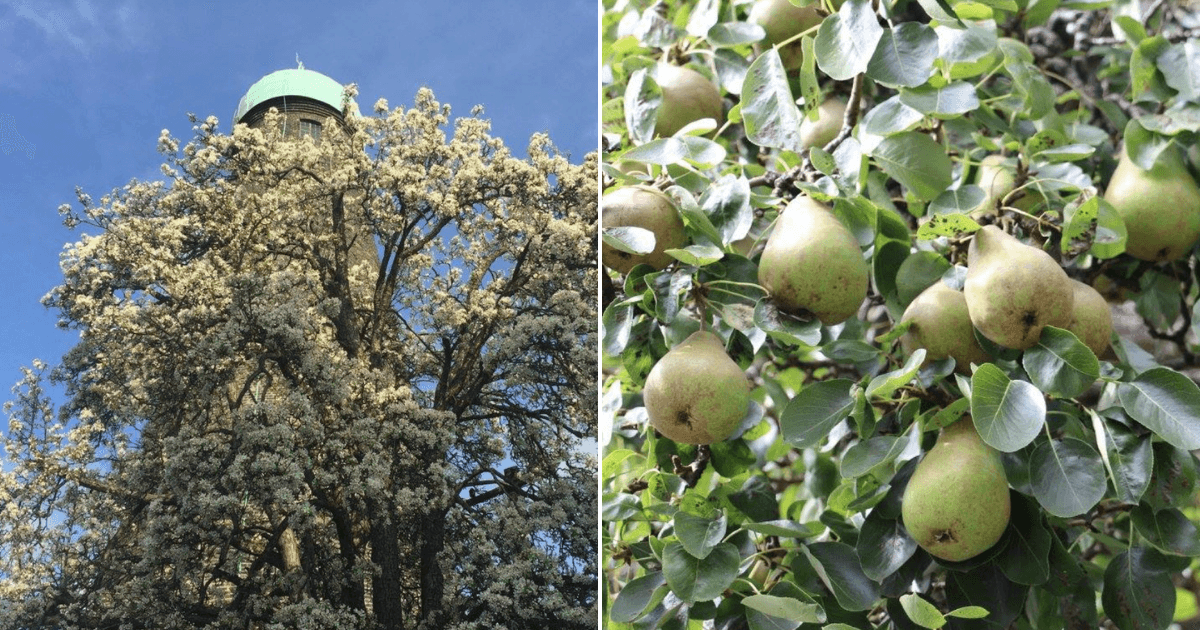 Have you noticed Ireland’s oldest fruit-bearing tree?