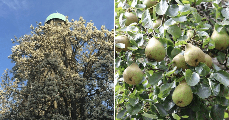 Have you noticed Ireland’s oldest fruit-bearing tree?