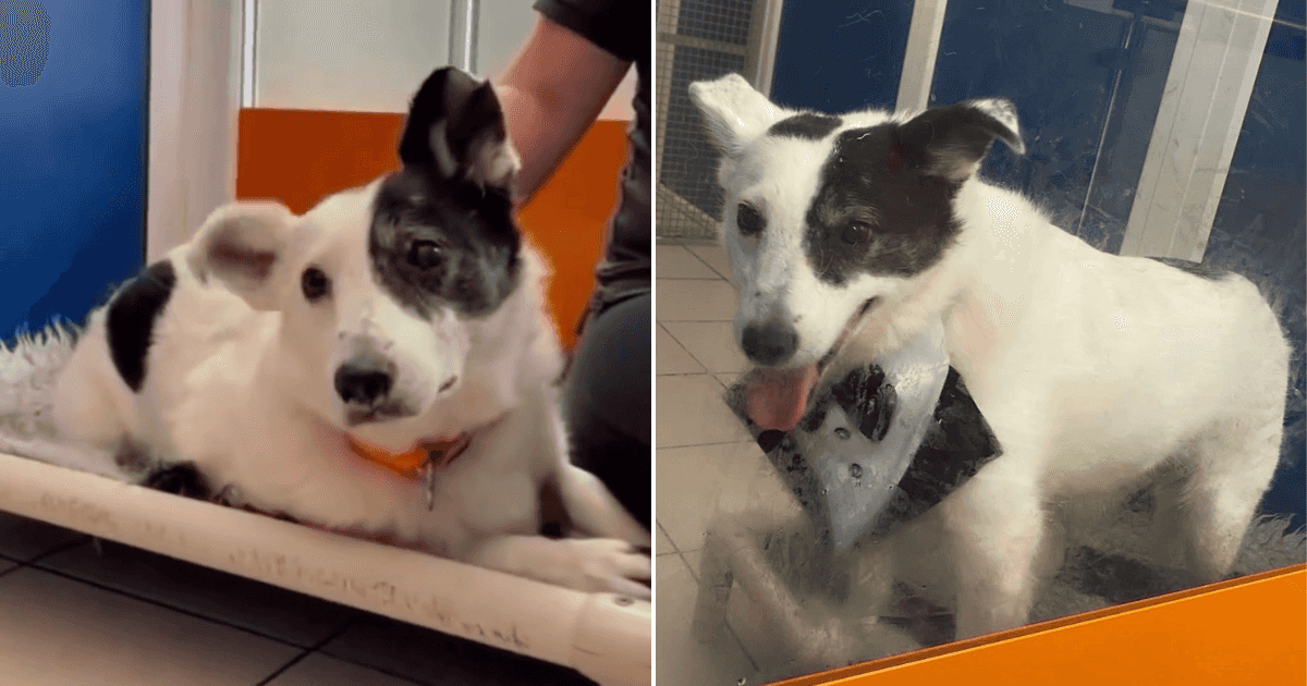 Dog at DSPCA stood up by two potential families after over a year at the shelter