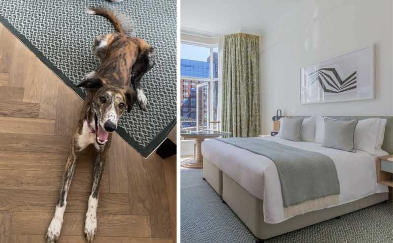 Here’s where you can take your dog for a 5 star hotel stay in Dublin