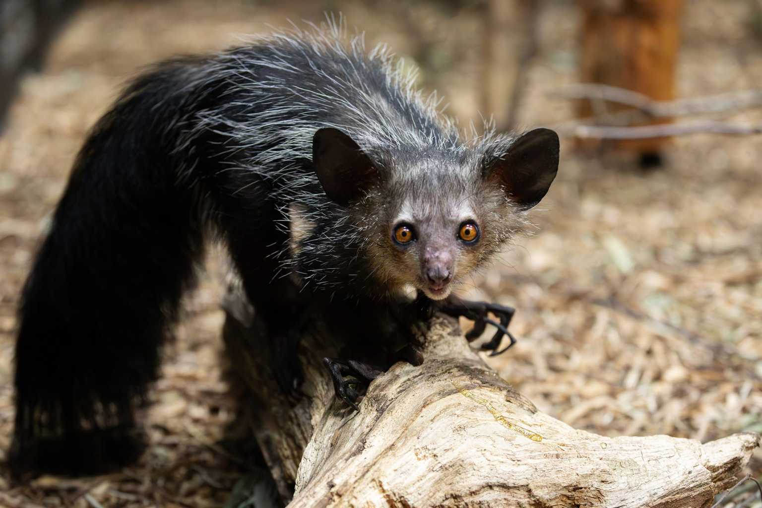 Dublin Zoo’s newest inhabitant the aye-aye has us saying no-no