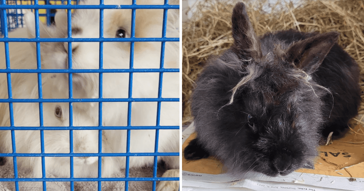 Four domestic rabbits rescued in Stephen’s Green after being let loose