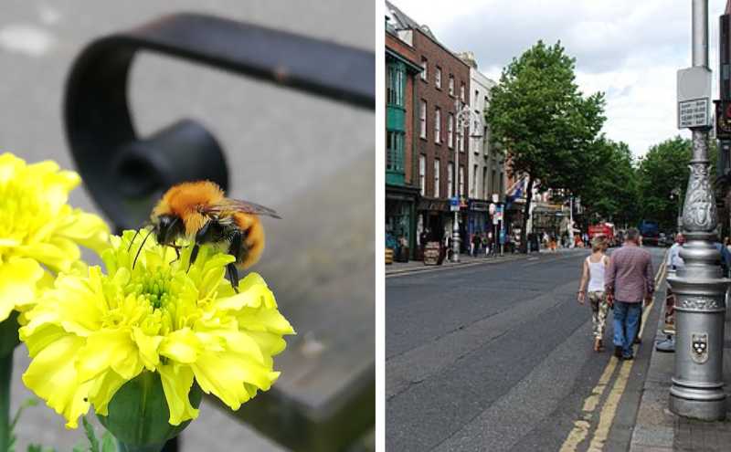 Dawson Street becomes Dublin’s most bee-friendly street with new pollinator corridor
