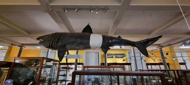 Basking shark at Dublin’s Dead Zoo fitted with a nappy due to high humidity