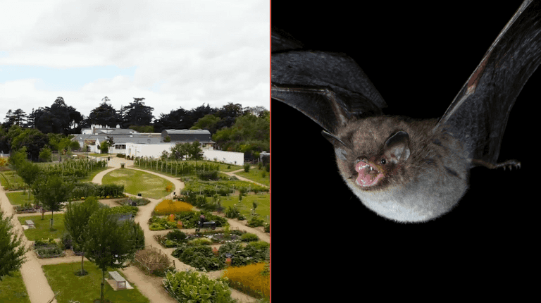 Airfield to host night time bat walks in October