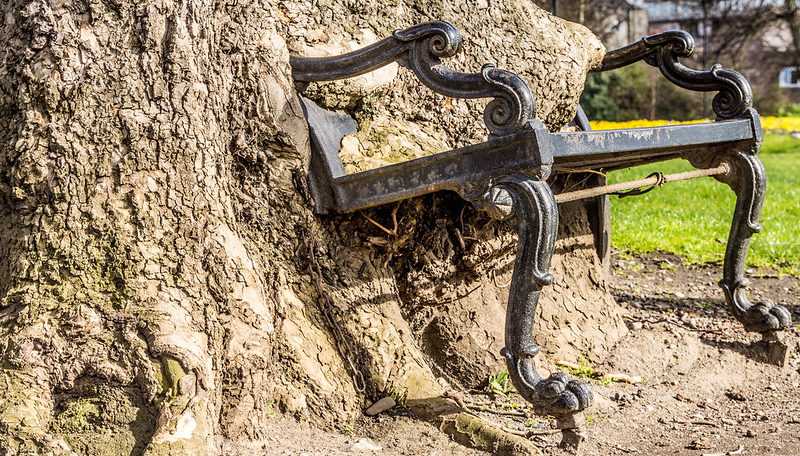 Have you noticed The Hungry Tree at King’s Inns?