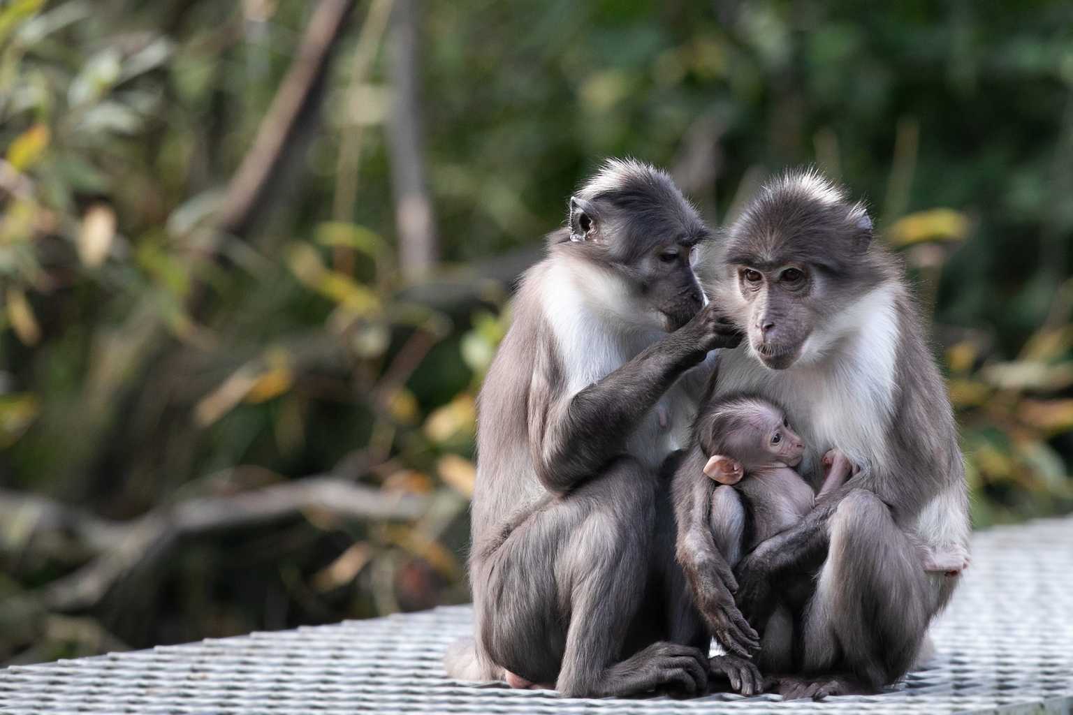 Dublin Zoo welcomes the birth of adorable white-naped mangabey baby