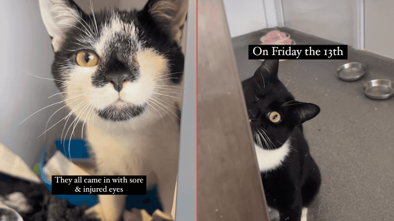 DSPCA makes special Friday 13th appeal for 5 visually impaired cats looking for homes