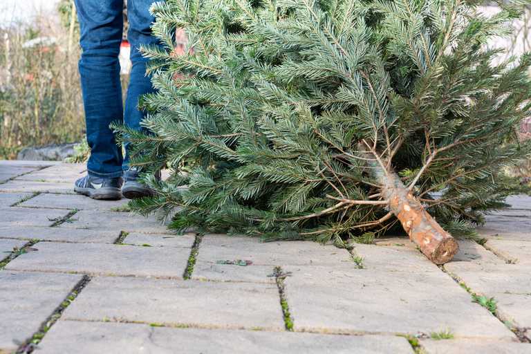 DCC to provide free Christmas tree disposal service around Dublin