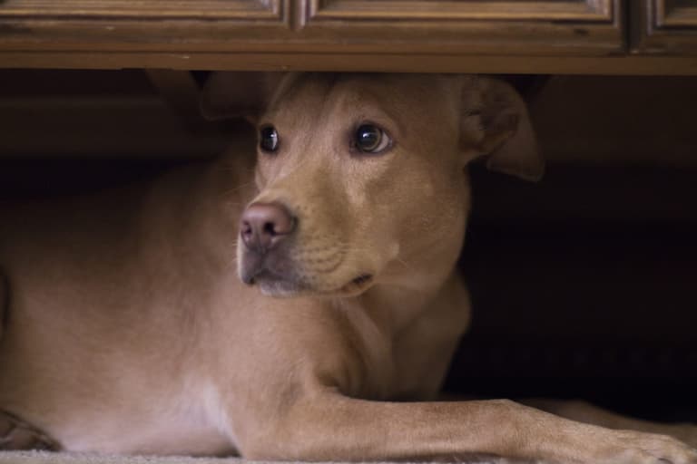 The dos and don’ts of keeping your pets safe this Halloween