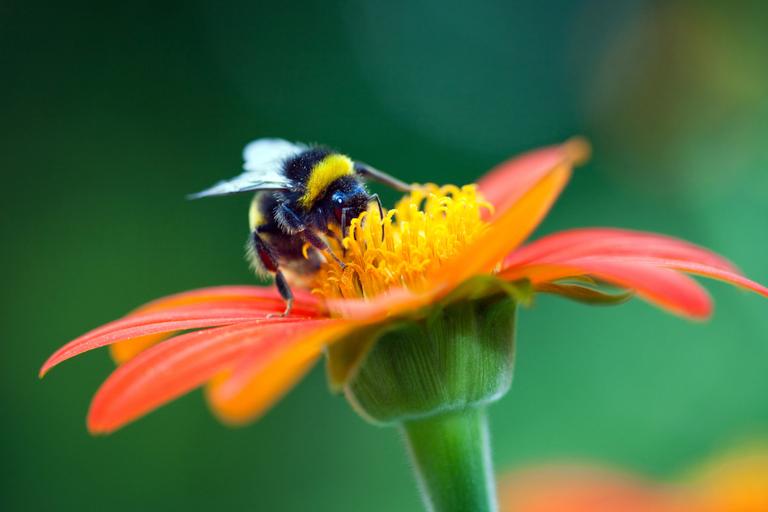 Here’s how you could WIN some amazing prizes and save Irish bees at the same time