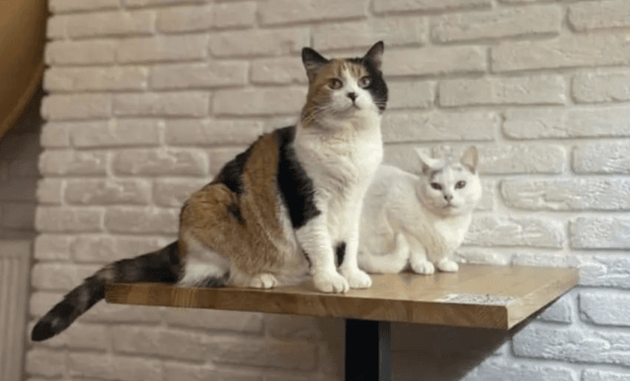 Check out this Phibsboro cat rescue that doubles as a vegan café