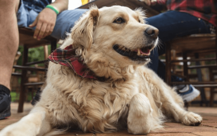 There’s a Cheeky Dogs Party happening in D8 this week