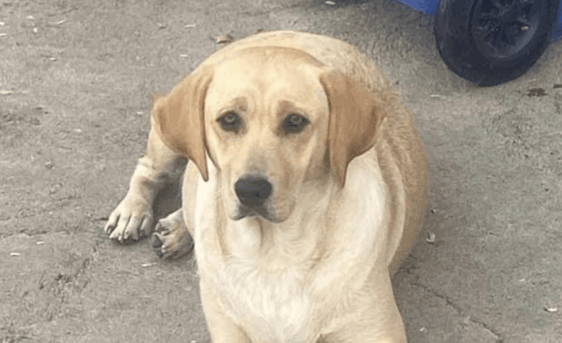 Dogs Angels Ireland appeal to public amid mounting vet bills