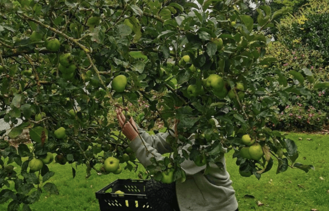 You can now barter your homegrown fruit and veg for pastries at Bread 41