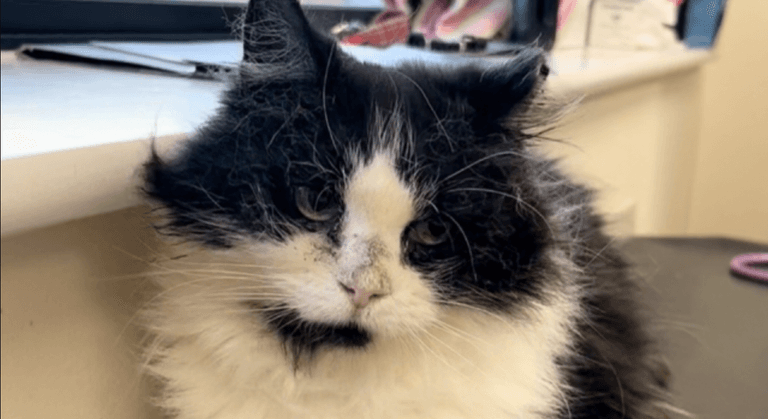 DSPCA appeal for ‘happy loving home’ for cat with cancer