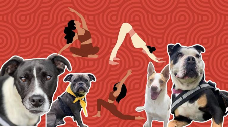 Irish charity launches rescue dog yoga event in response to the controversial Puppy Yoga exposé