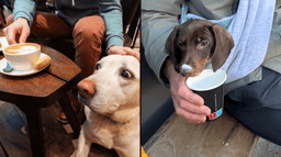 35 best dog-friendly places in Dublin: Pubs, cafés, and more