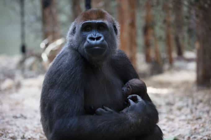 Dublin Zoo launch competition to name new baby gorilla Dublin Zoo launch competition to name new baby gorilla