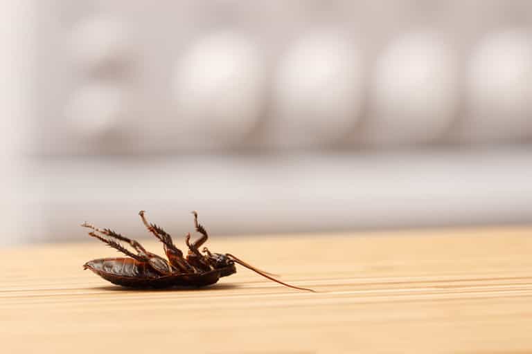 Cockroaches in kitchen the reason for closure of Dublin restaurant last month Cockroaches in kitchen the reason for closure of Dublin restaurant last month