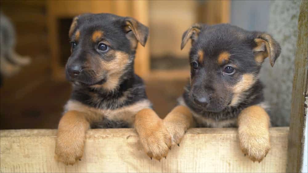 This adorable Valentine’s event will match you with your new dog
