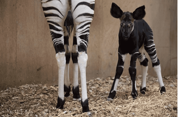 Dublin Zoo have asked the public to name their new okapi calf Dublin Zoo have asked the public to name their new okapi calf