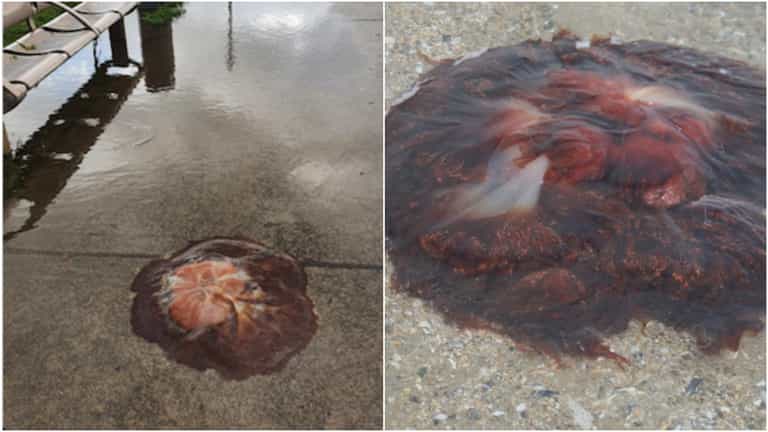 And now for 2020’s next trick… giant jellyfish taking over Dublin And now for 2020’s next trick… giant jellyfish taking over Dublin