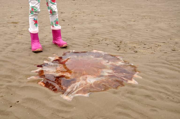 Dublin bathers urged to be ‘extra vigilant’ as dangerous jellyfish spotted on beaches Dublin bathers urged to be ‘extra vigilant’ as dangerous jellyfish spotted on beaches