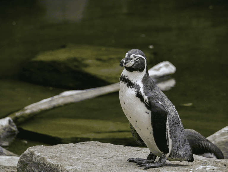 The New York Times has run a piece on the ‘Save Dublin Zoo’ appeal The New York Times has run a piece on the ‘Save Dublin Zoo’ appeal